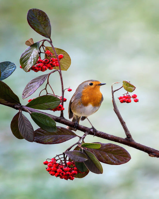 Robin with Red Berries