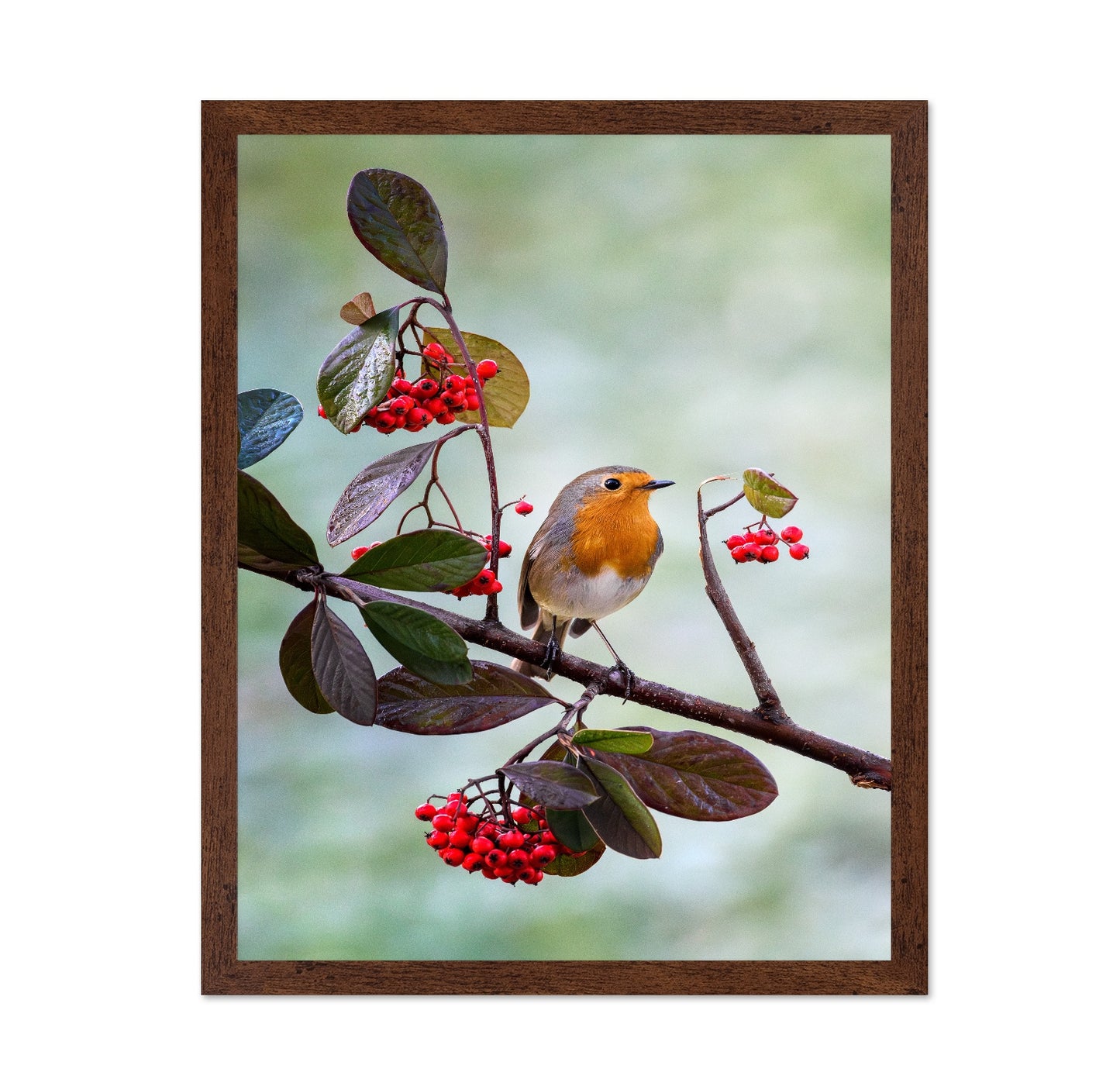 Robin with Red Berries