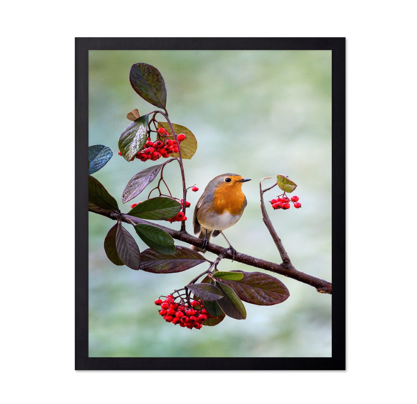 Robin with Red Berries