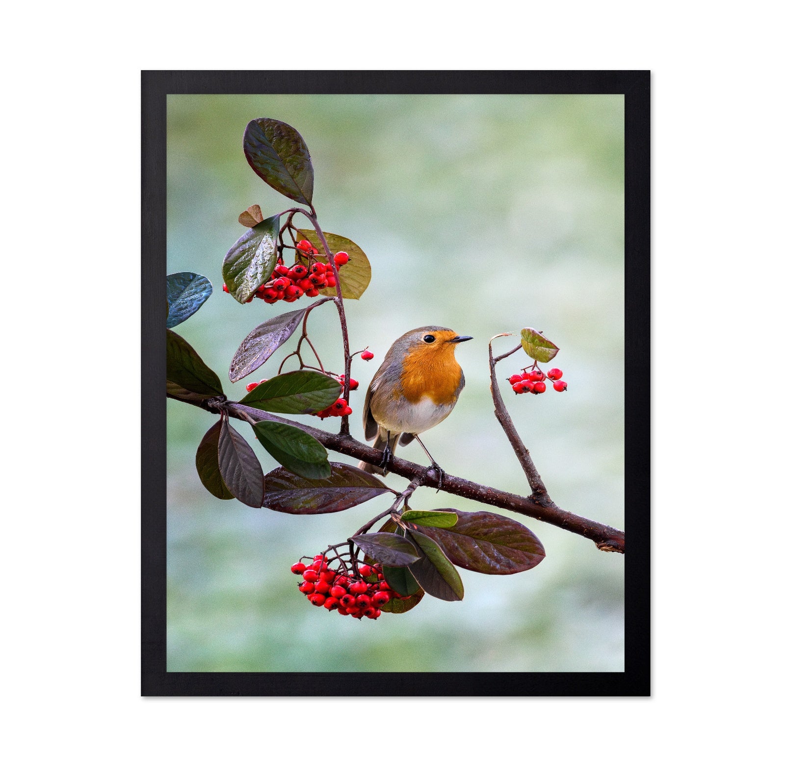 Robin with Red Berries