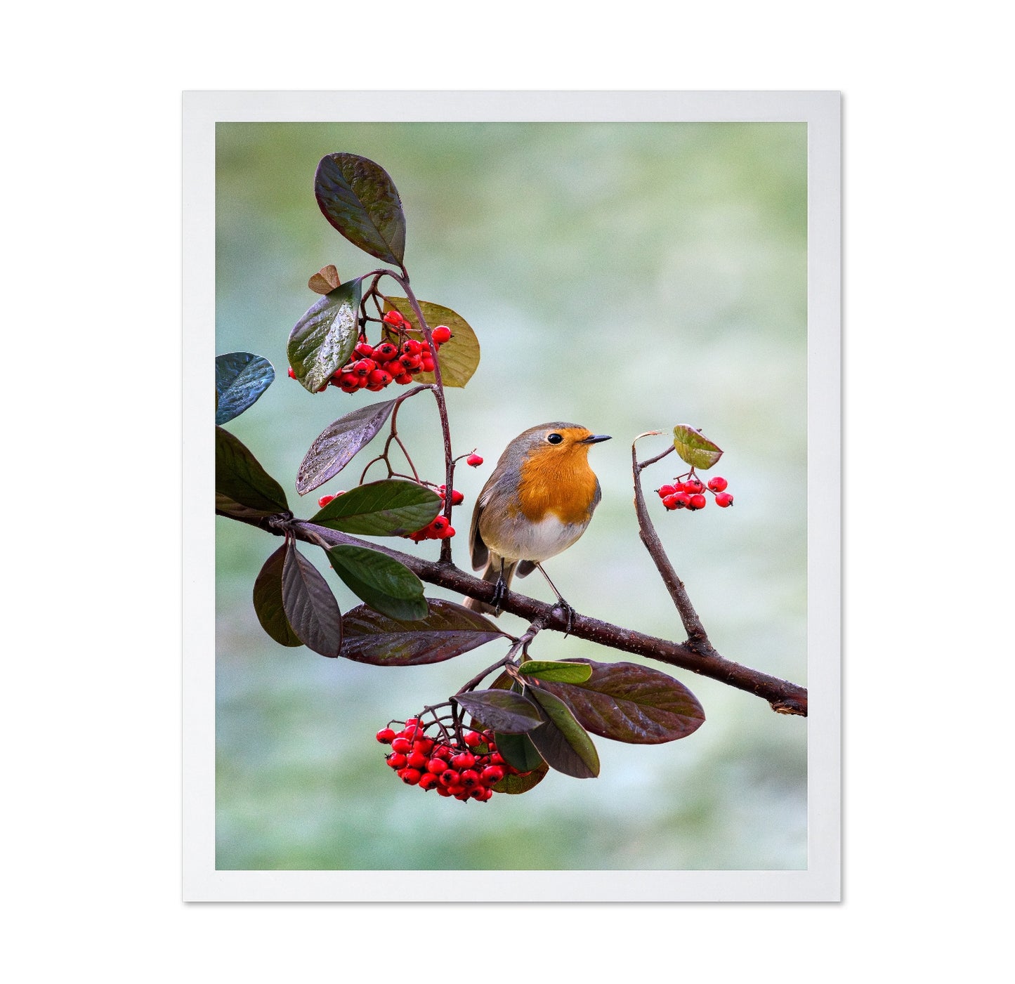 Robin with Red Berries