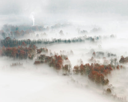 Foggy Forest Landscape with Smoke