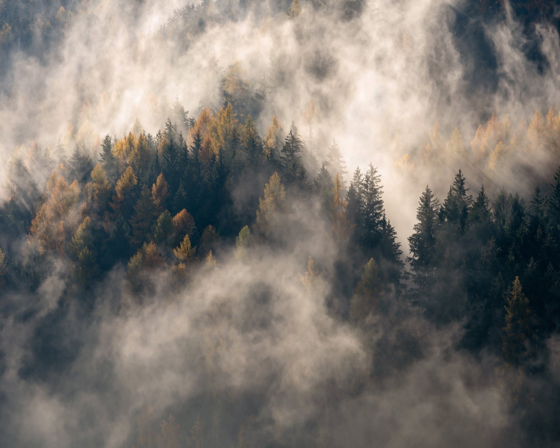 Misty Forest Mountain Trees