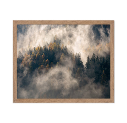 Misty Forest Mountain Trees