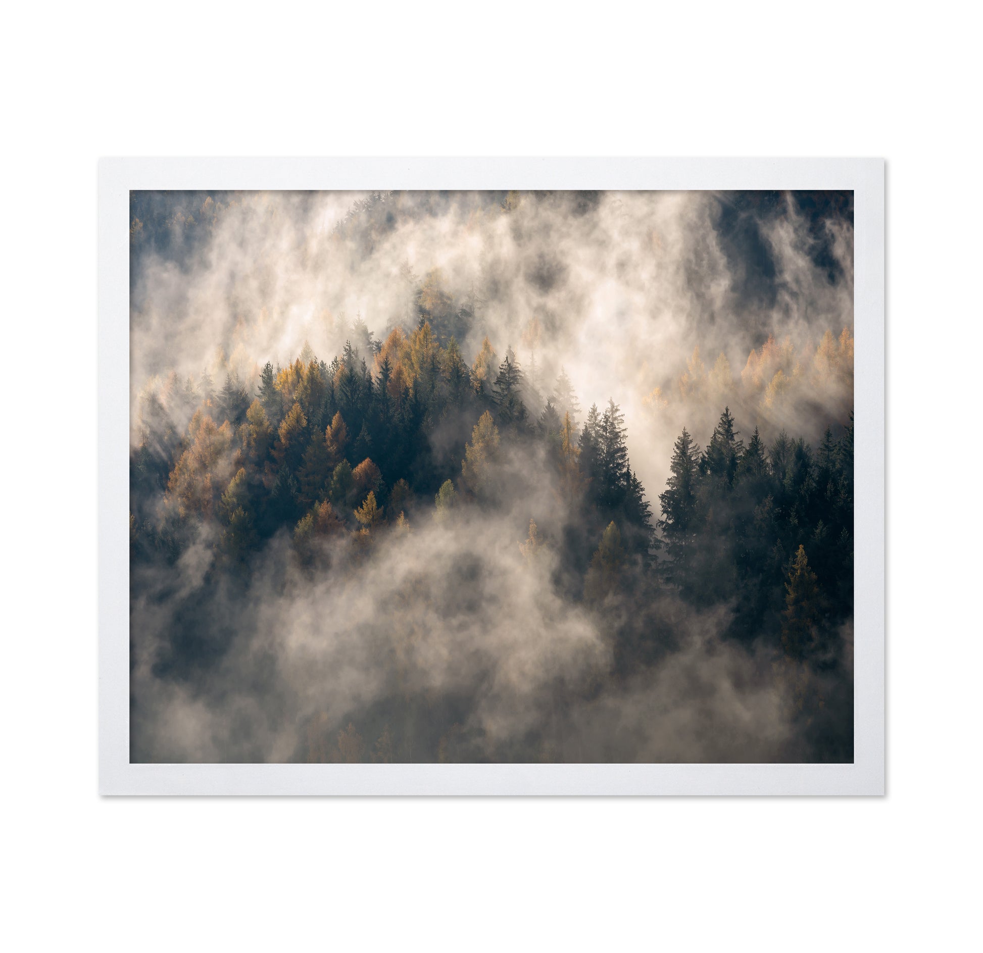 Misty Forest Mountain Trees