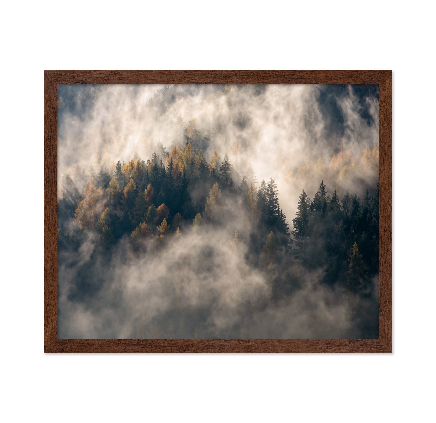 Misty Forest Mountain Trees