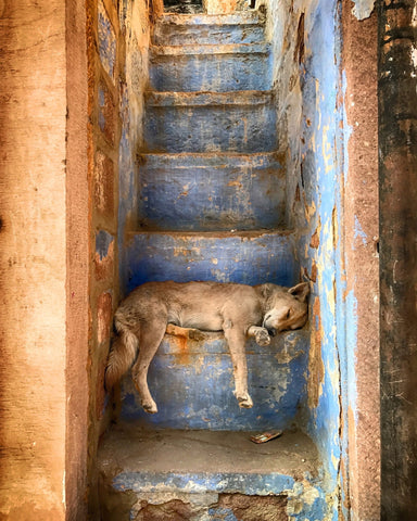 Sleeping Dog on Rustic Stairs