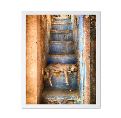 Sleeping Dog on Rustic Stairs