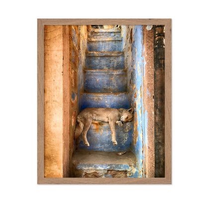 Sleeping Dog on Rustic Stairs