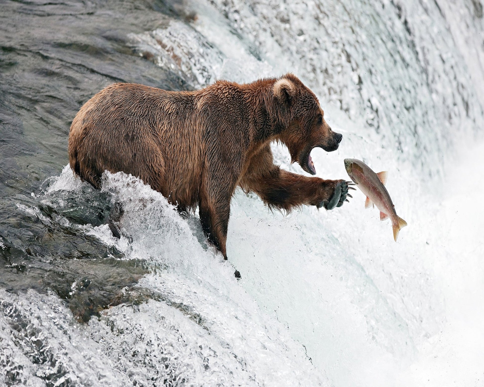 Bear Catch Moment
