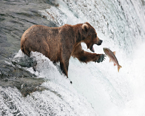 Bear Catch Moment