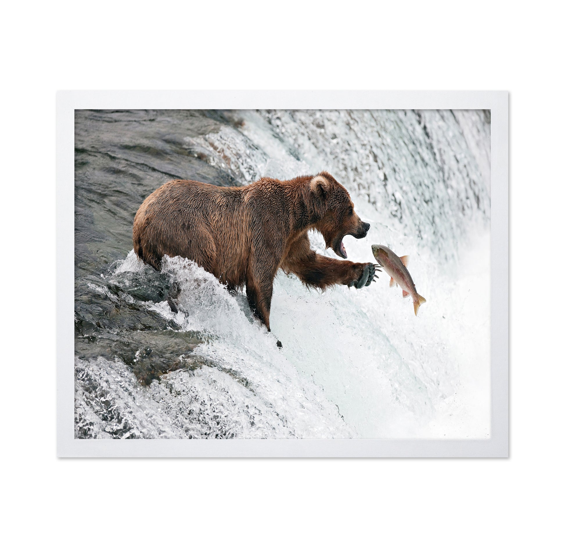 Bear Catch Moment