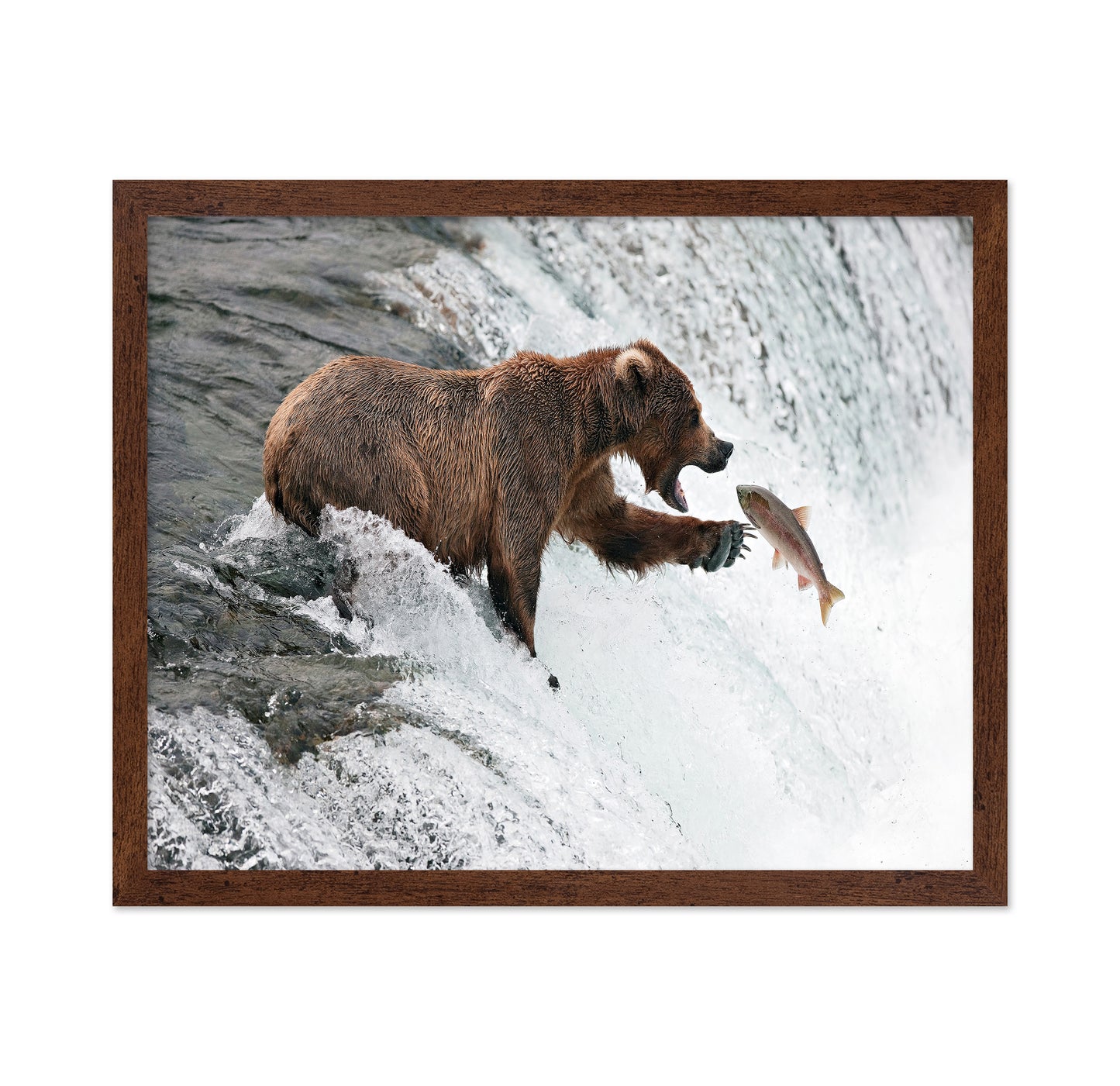 Bear Catch Moment