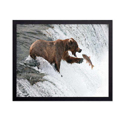 Bear Catch Moment