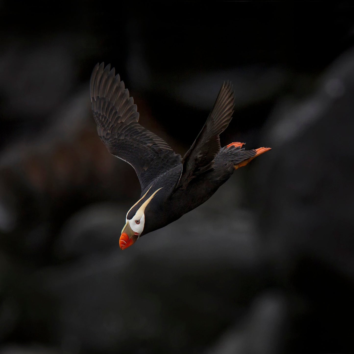 Puffin In Flight