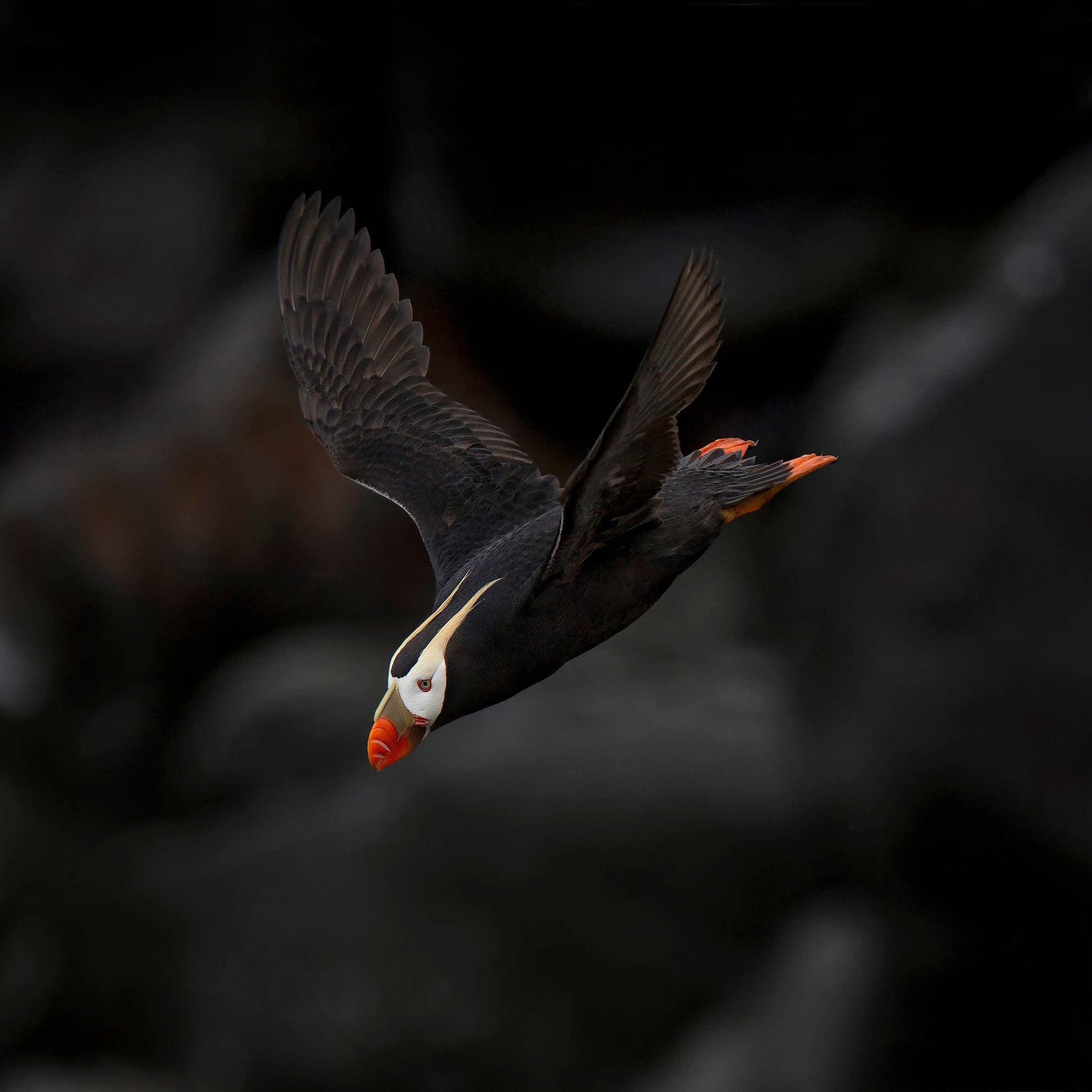 Puffin In Flight