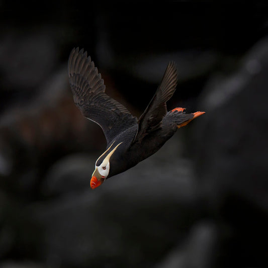 Puffin In Flight