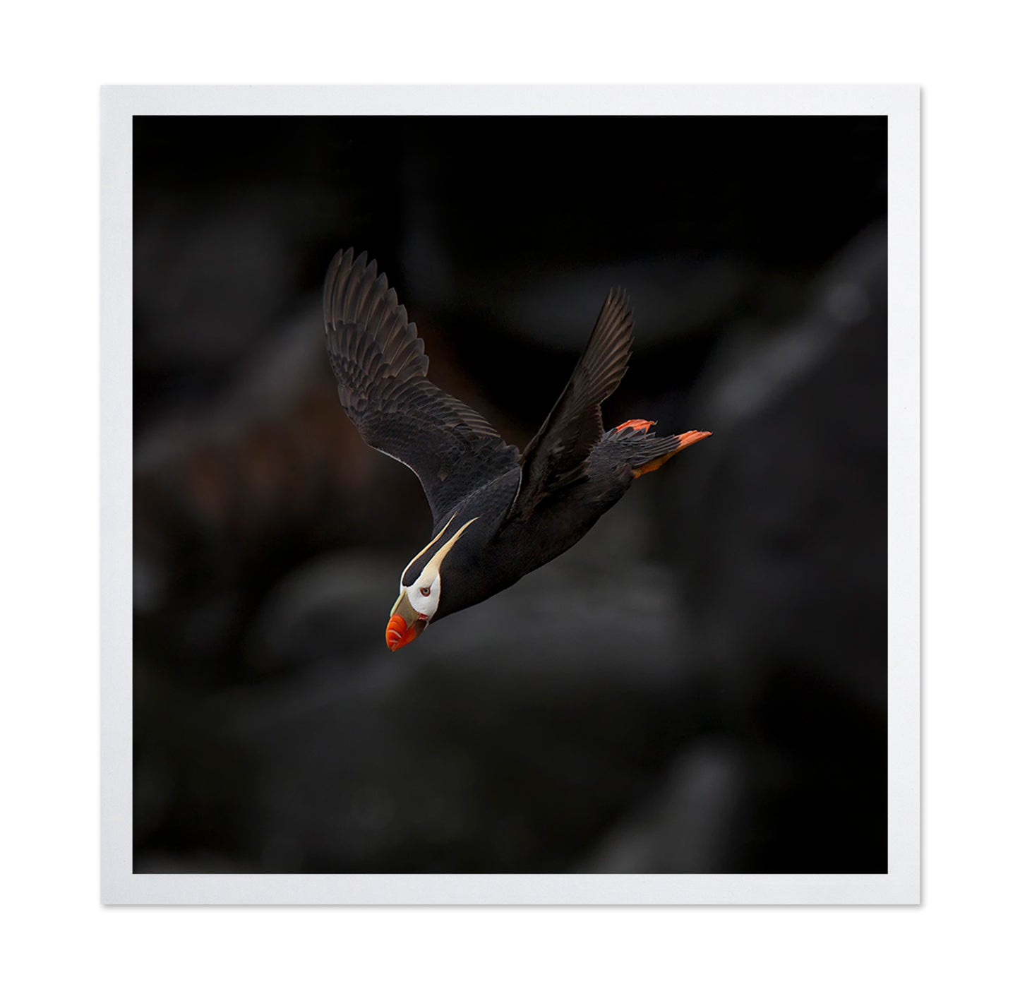 Puffin In Flight
