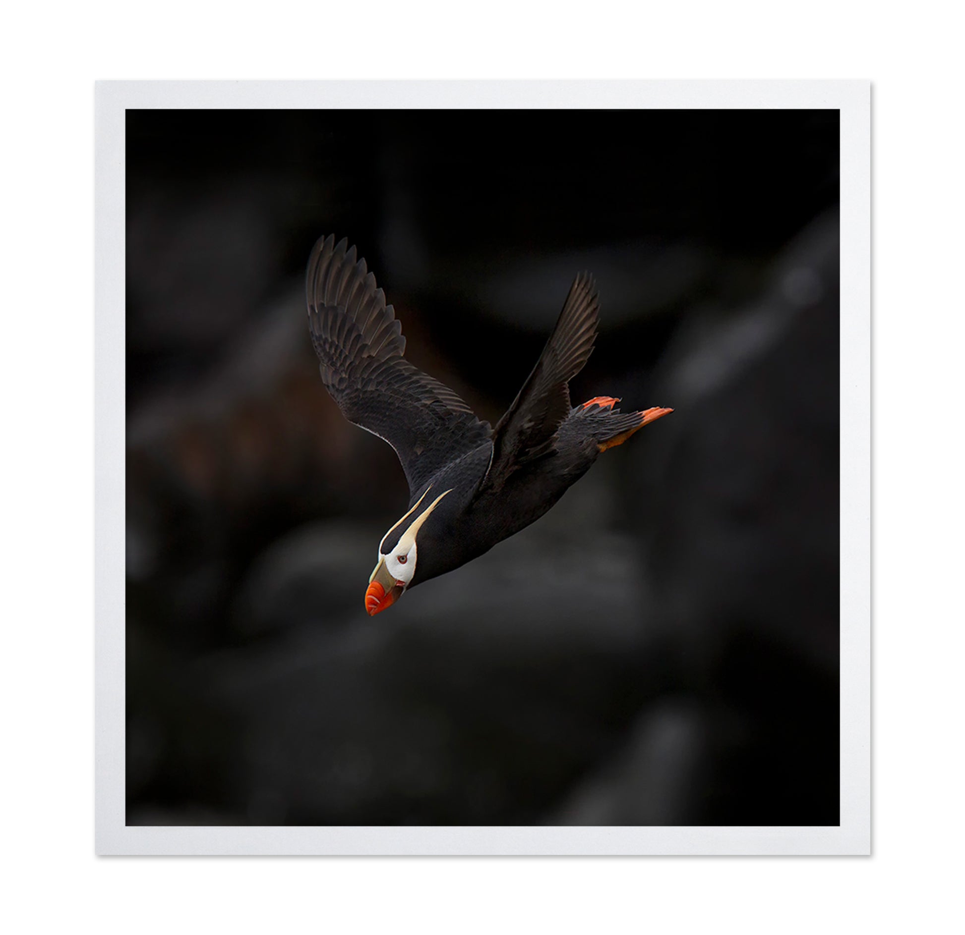 Puffin In Flight