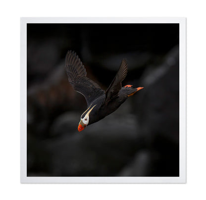 Puffin In Flight
