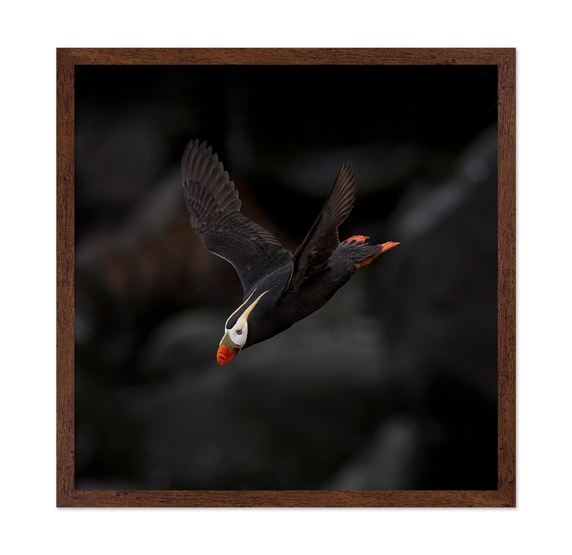 Puffin In Flight