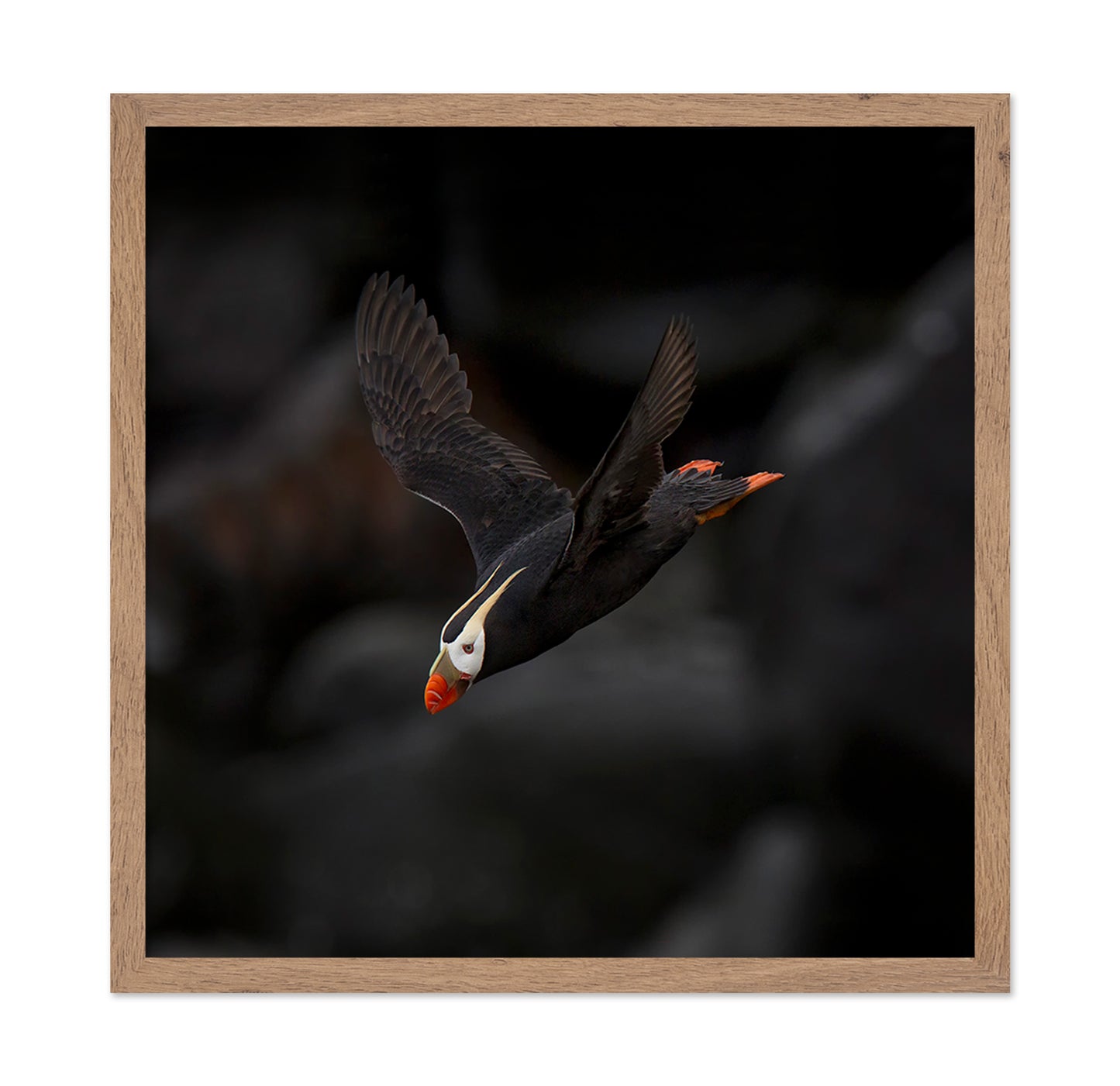 Puffin In Flight