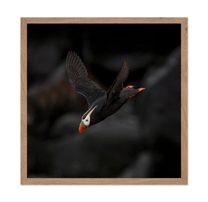Puffin In Flight