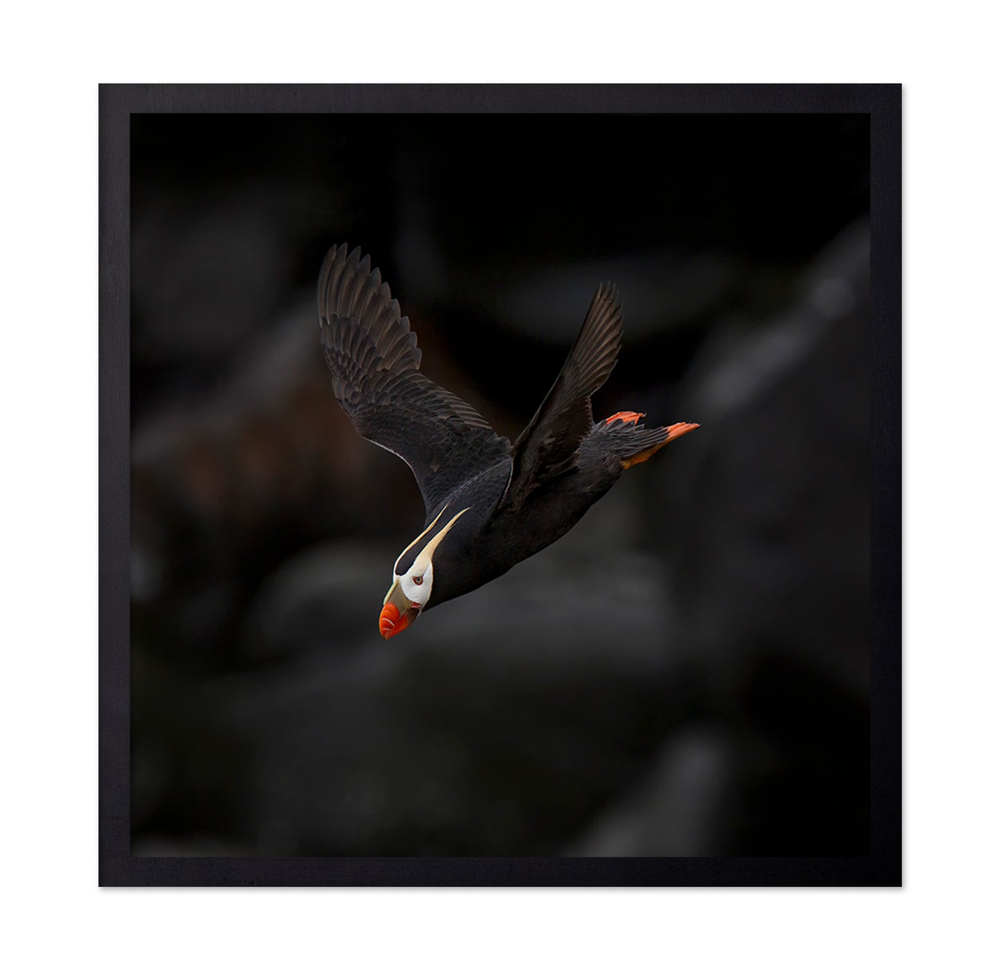Puffin In Flight