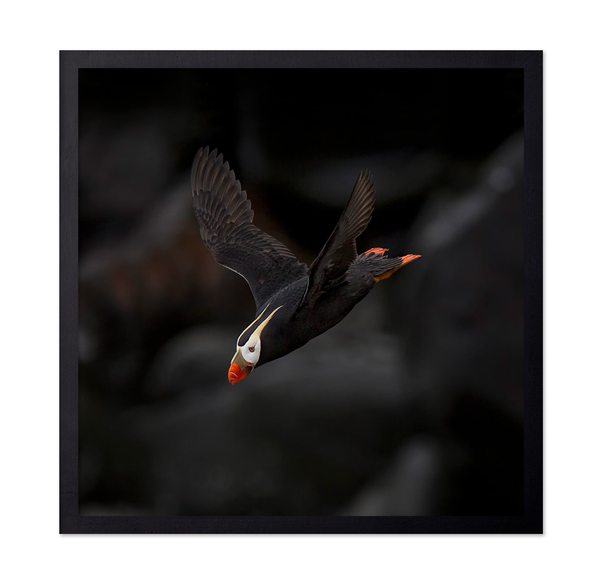 Puffin In Flight