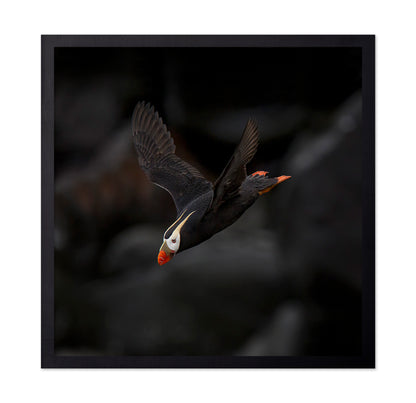 Puffin In Flight
