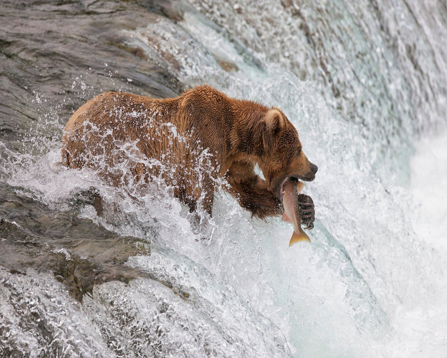 Bear With Fresh Catch