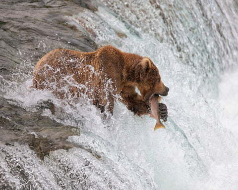 Bear With Fresh Catch