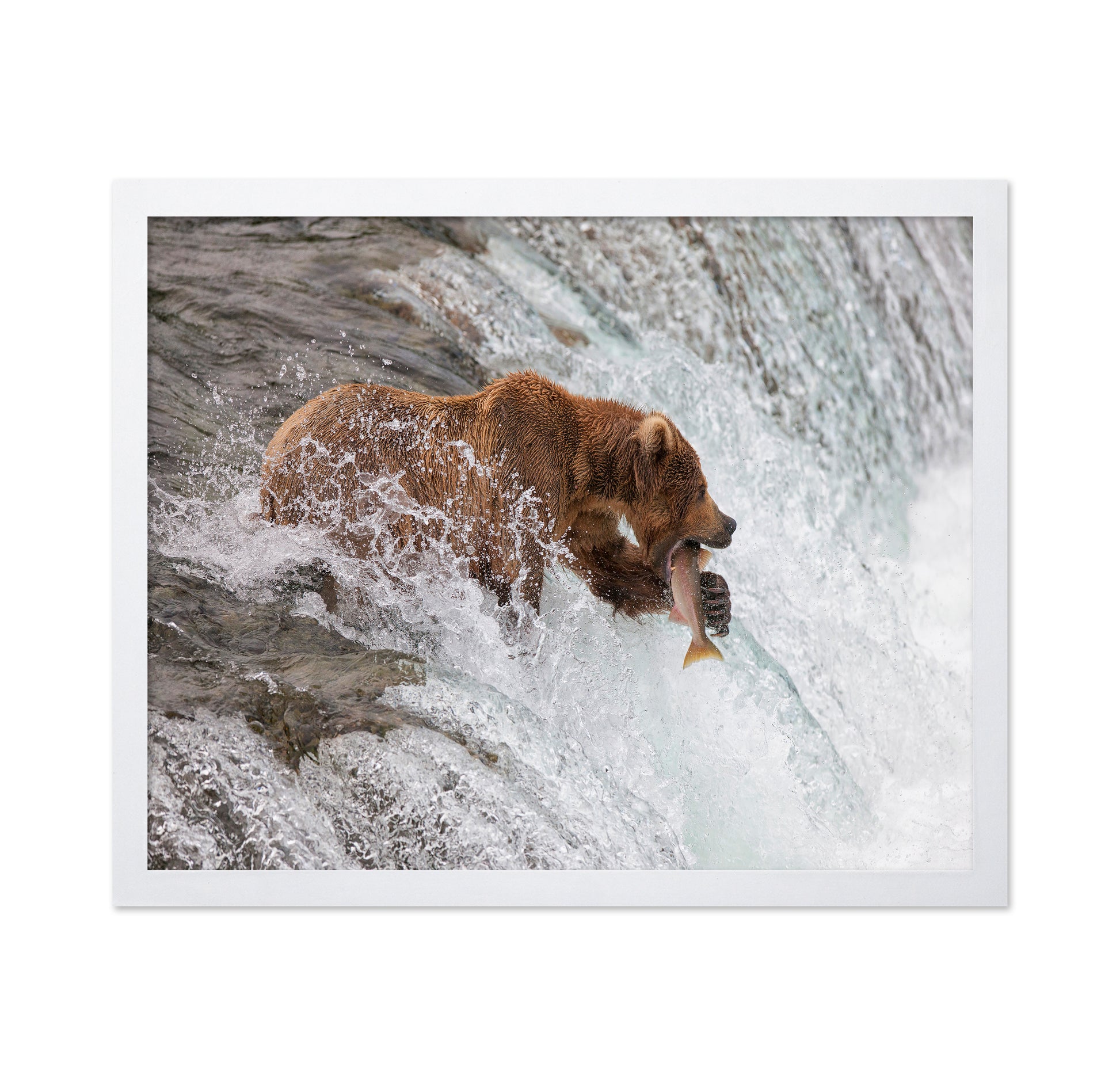 Bear With Fresh Catch