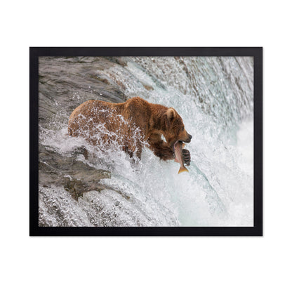 Bear With Fresh Catch