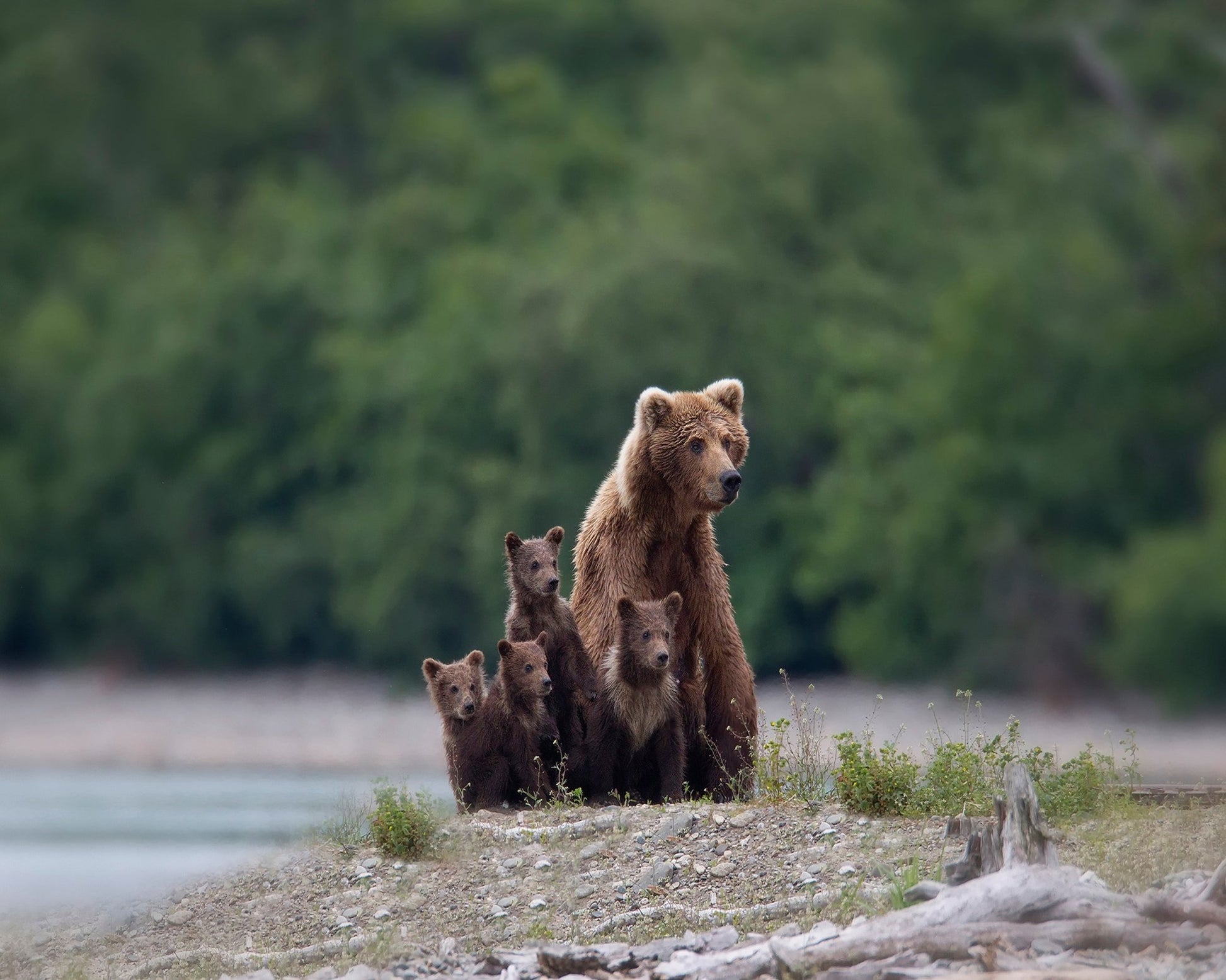 Bear Family Bond