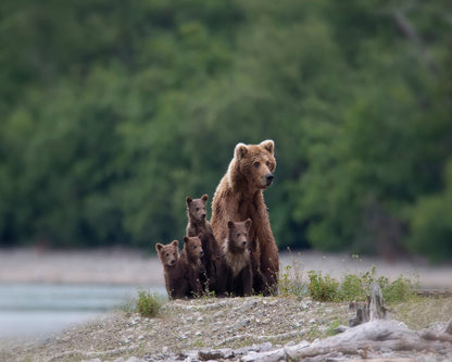 Bear Family Bond