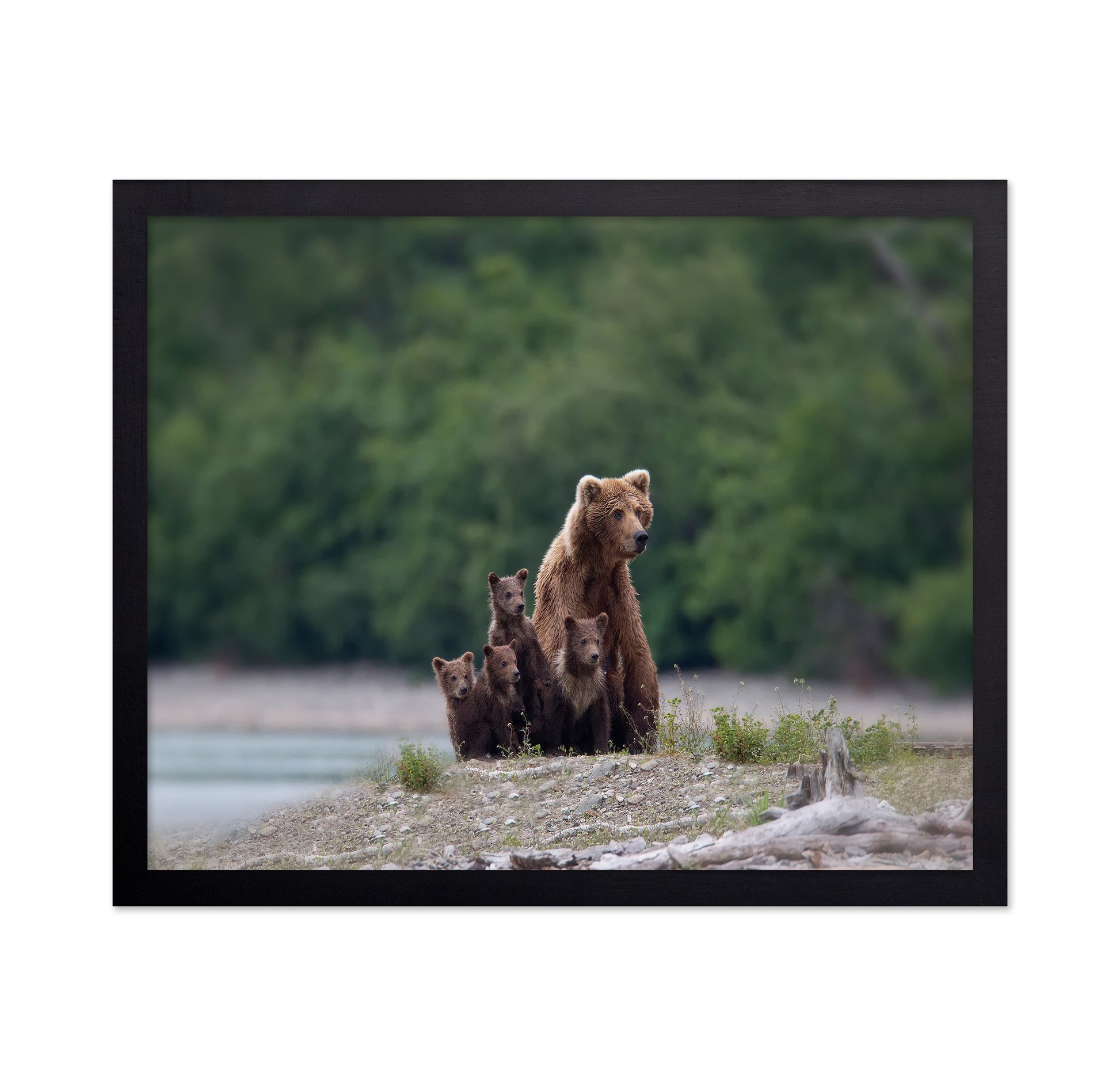 Bear Family Bond