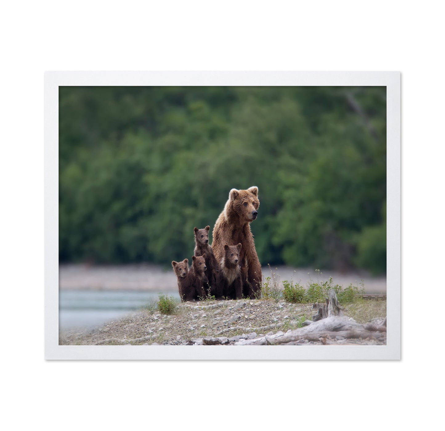 Bear Family Bond