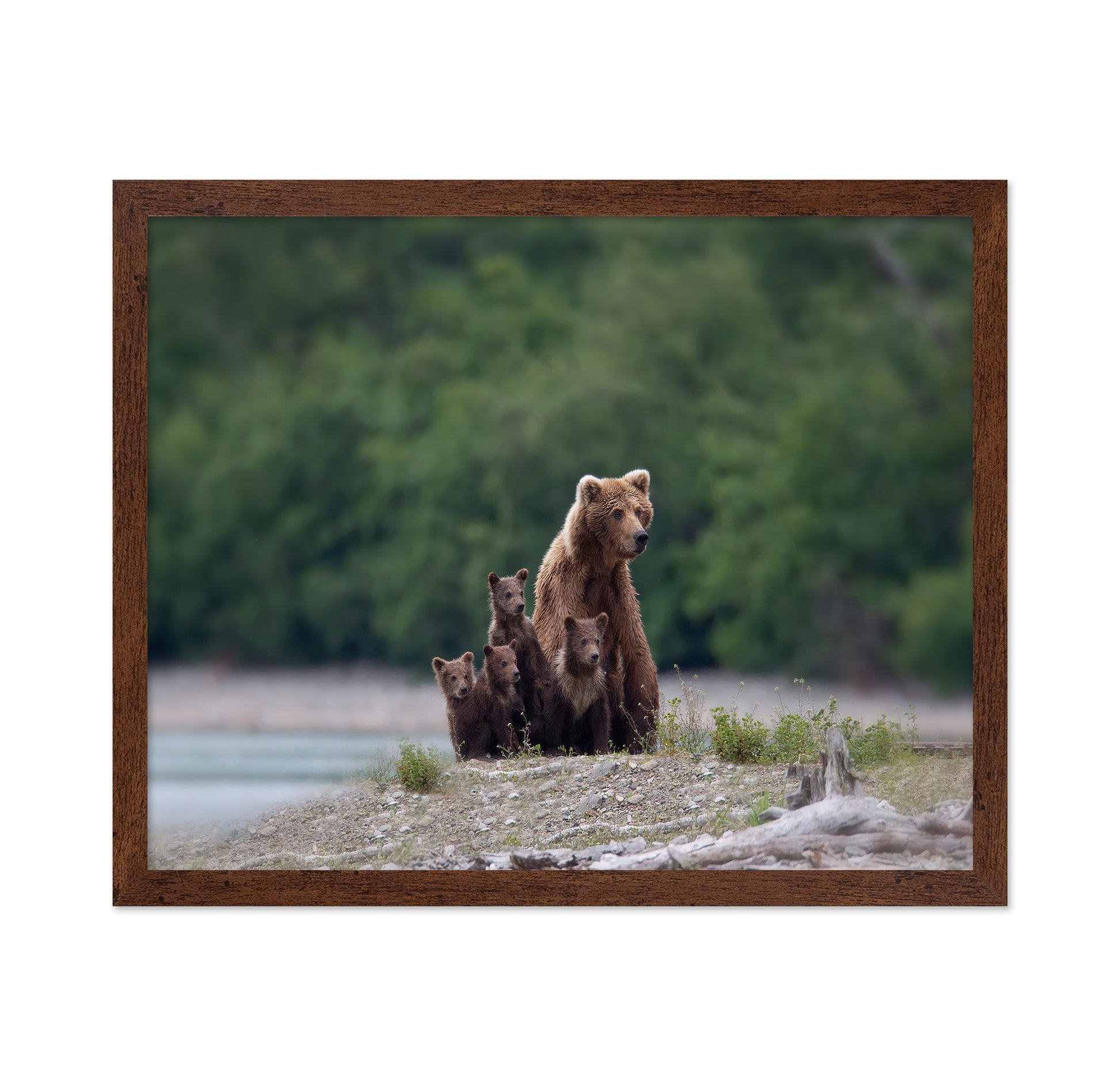 Bear Family Bond