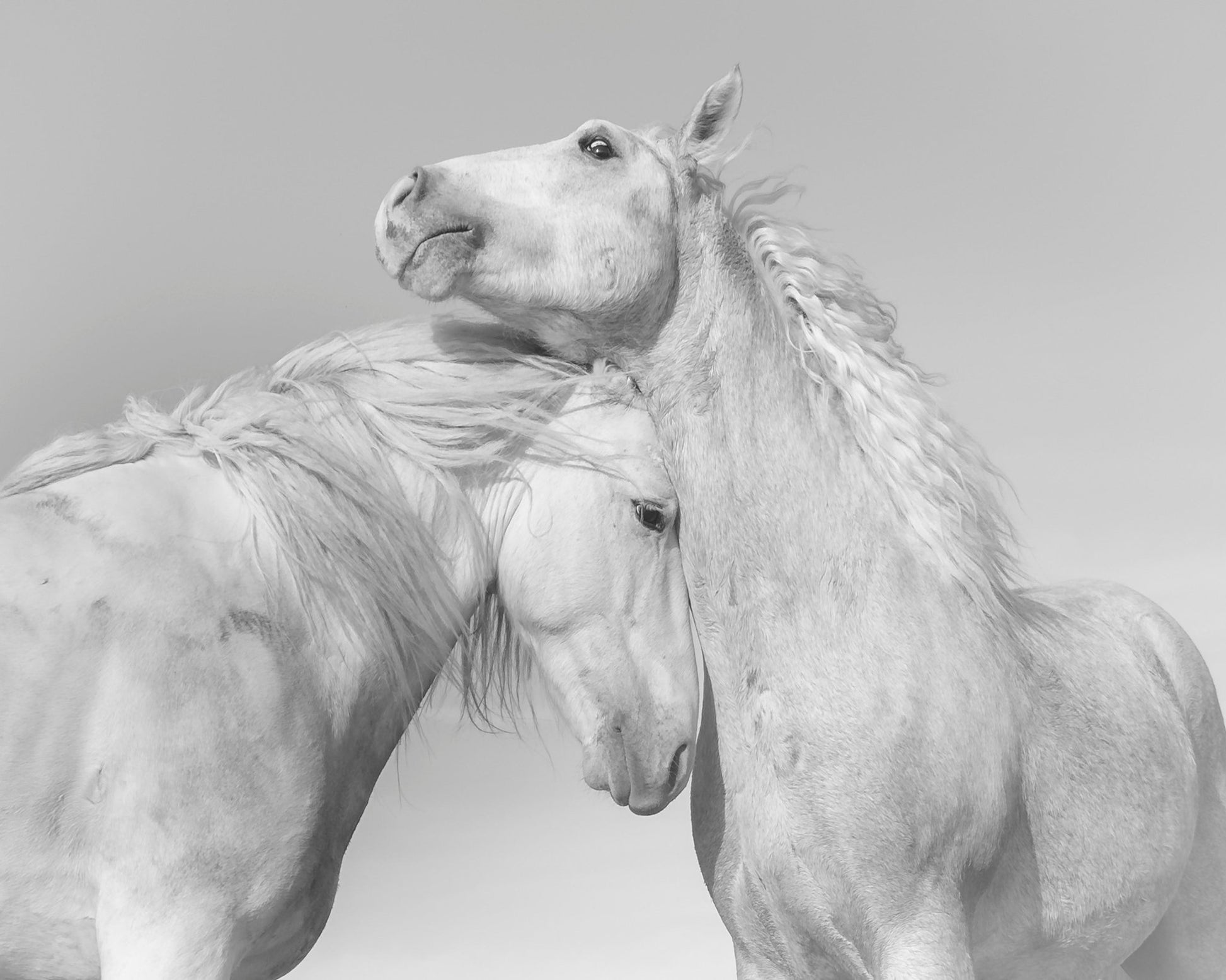 Gentle Horse Bond