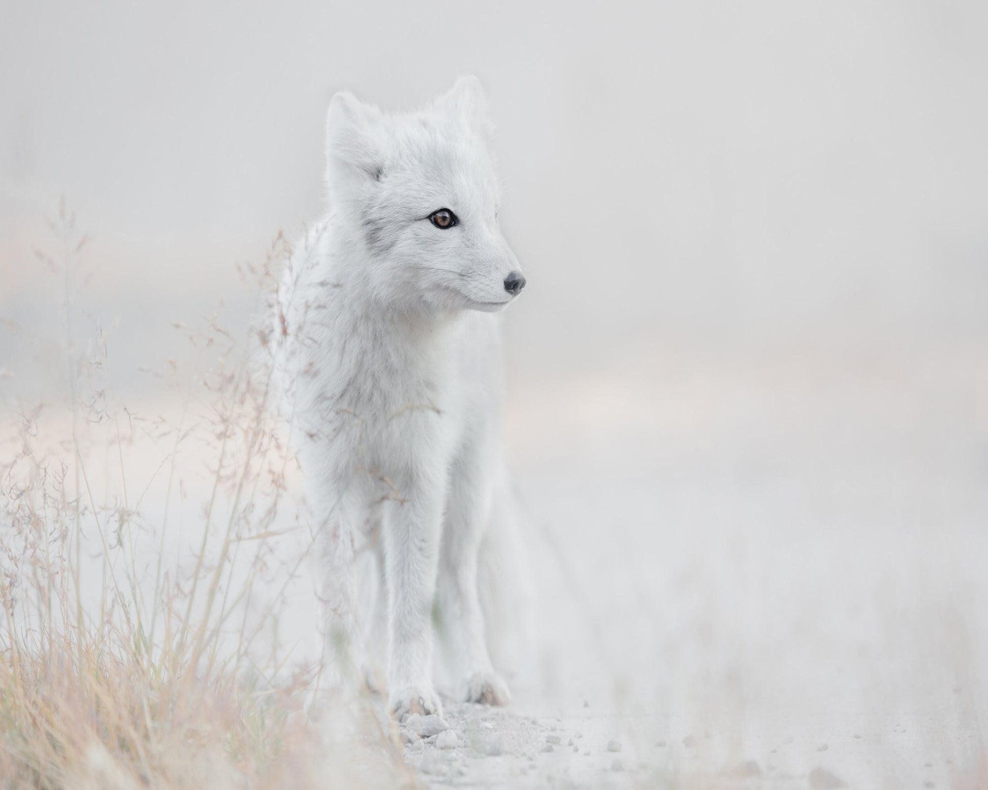 Arctic Fox Watch