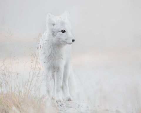 Arctic Fox Watch