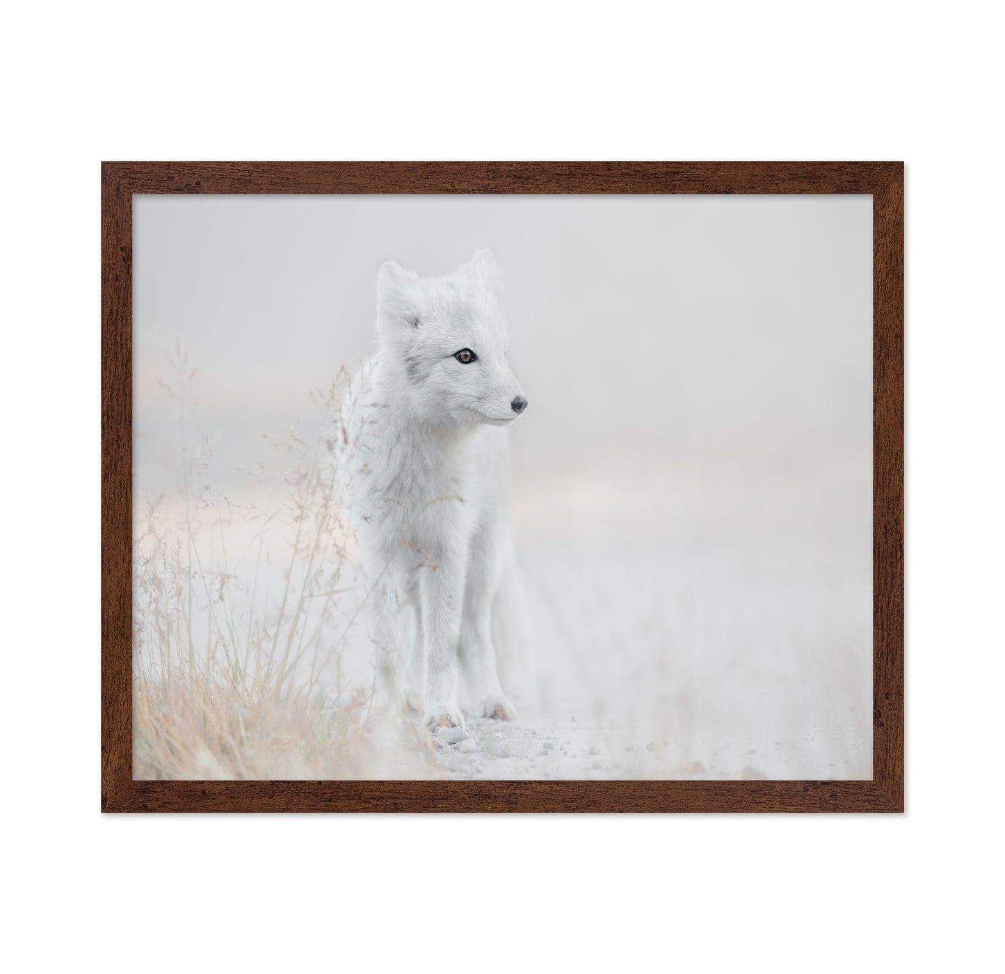 Arctic Fox Watch