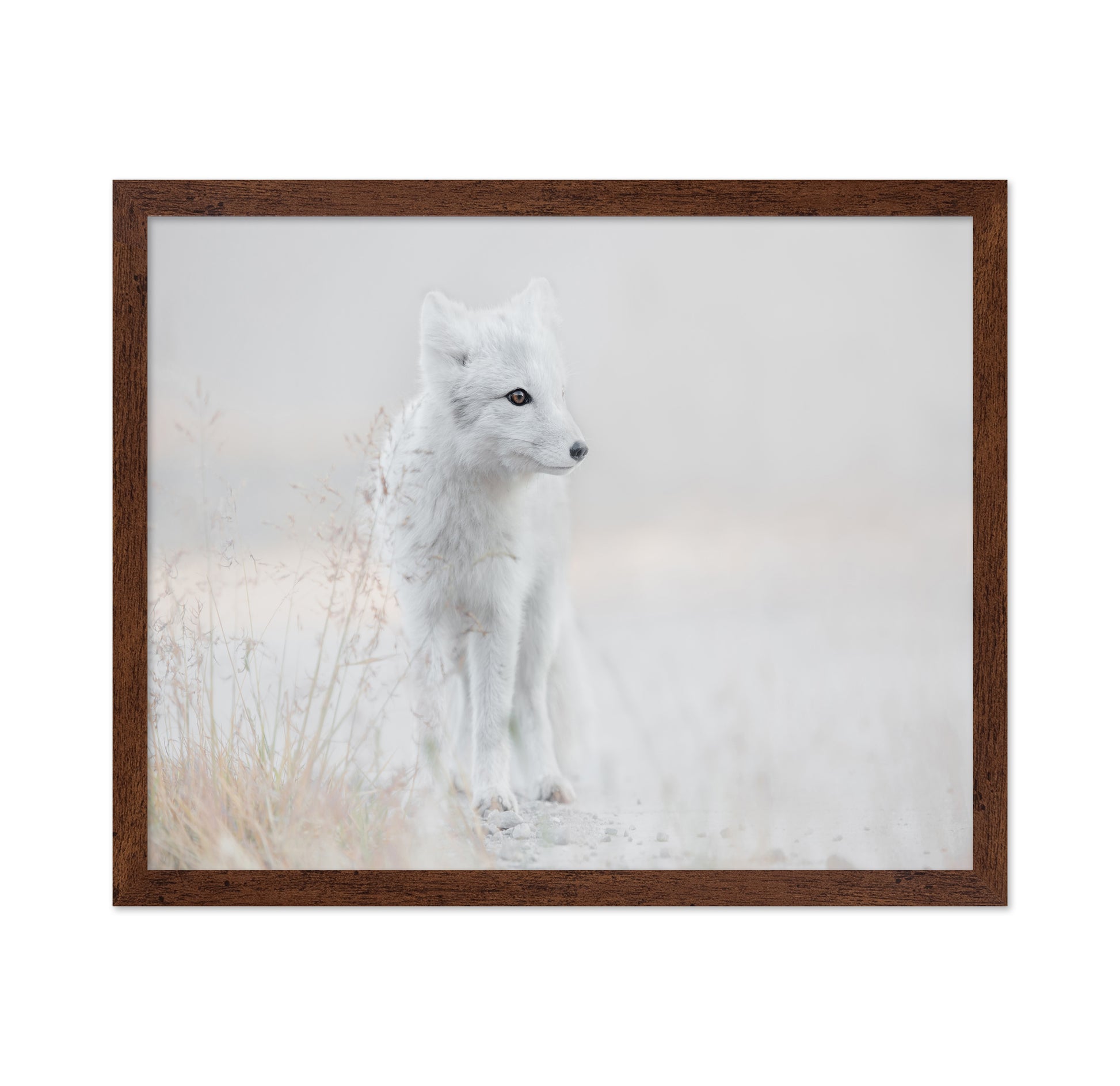 Arctic Fox Watch