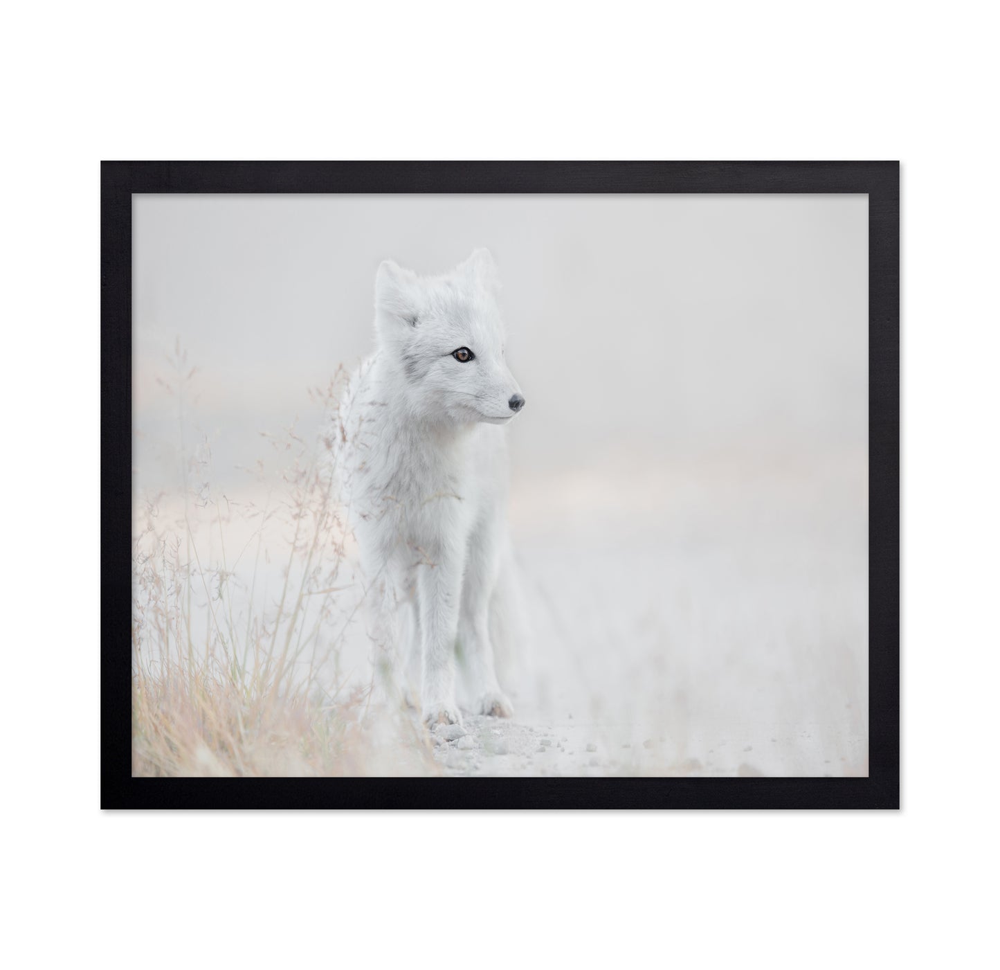 Arctic Fox Watch