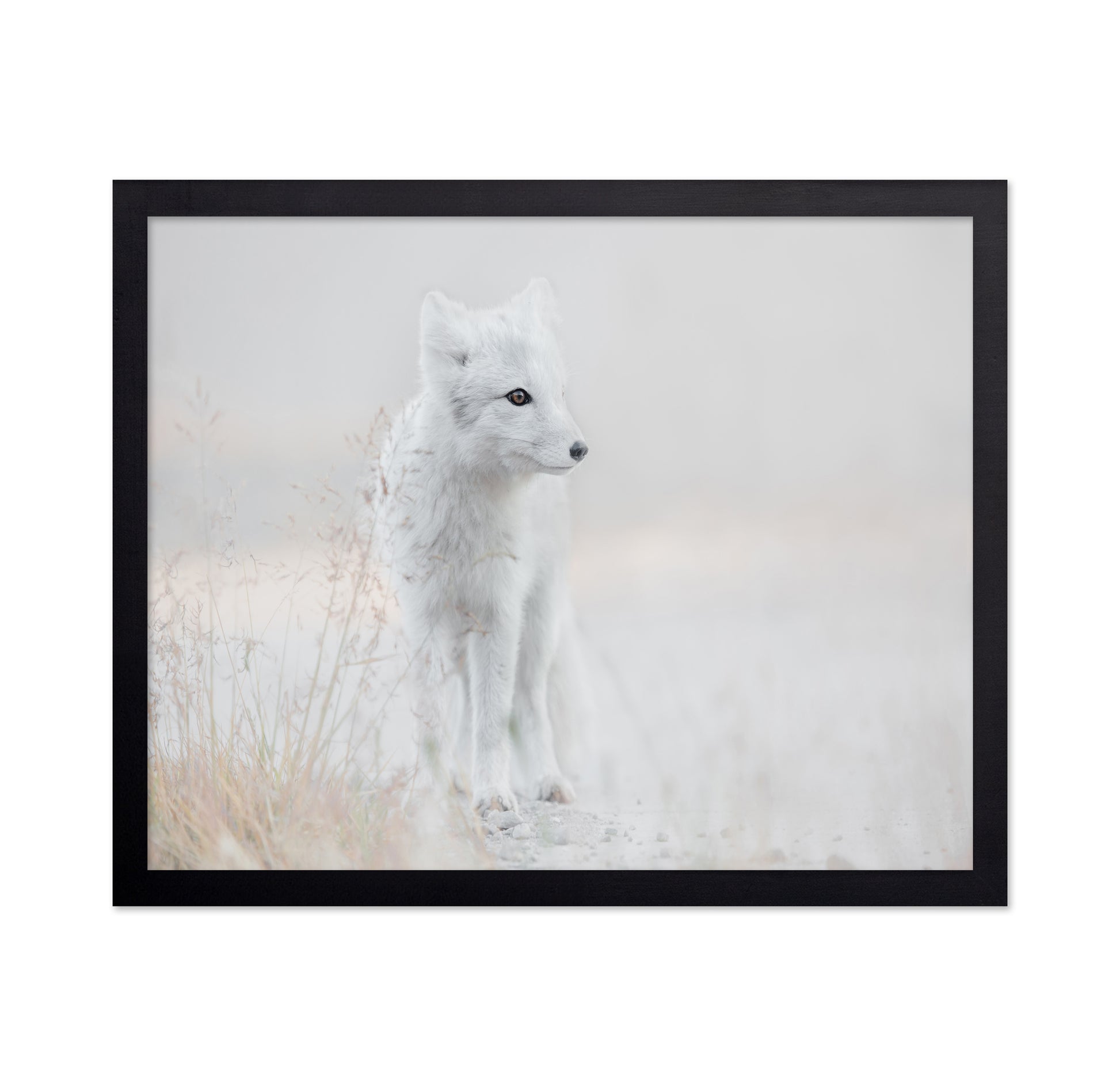 Arctic Fox Watch