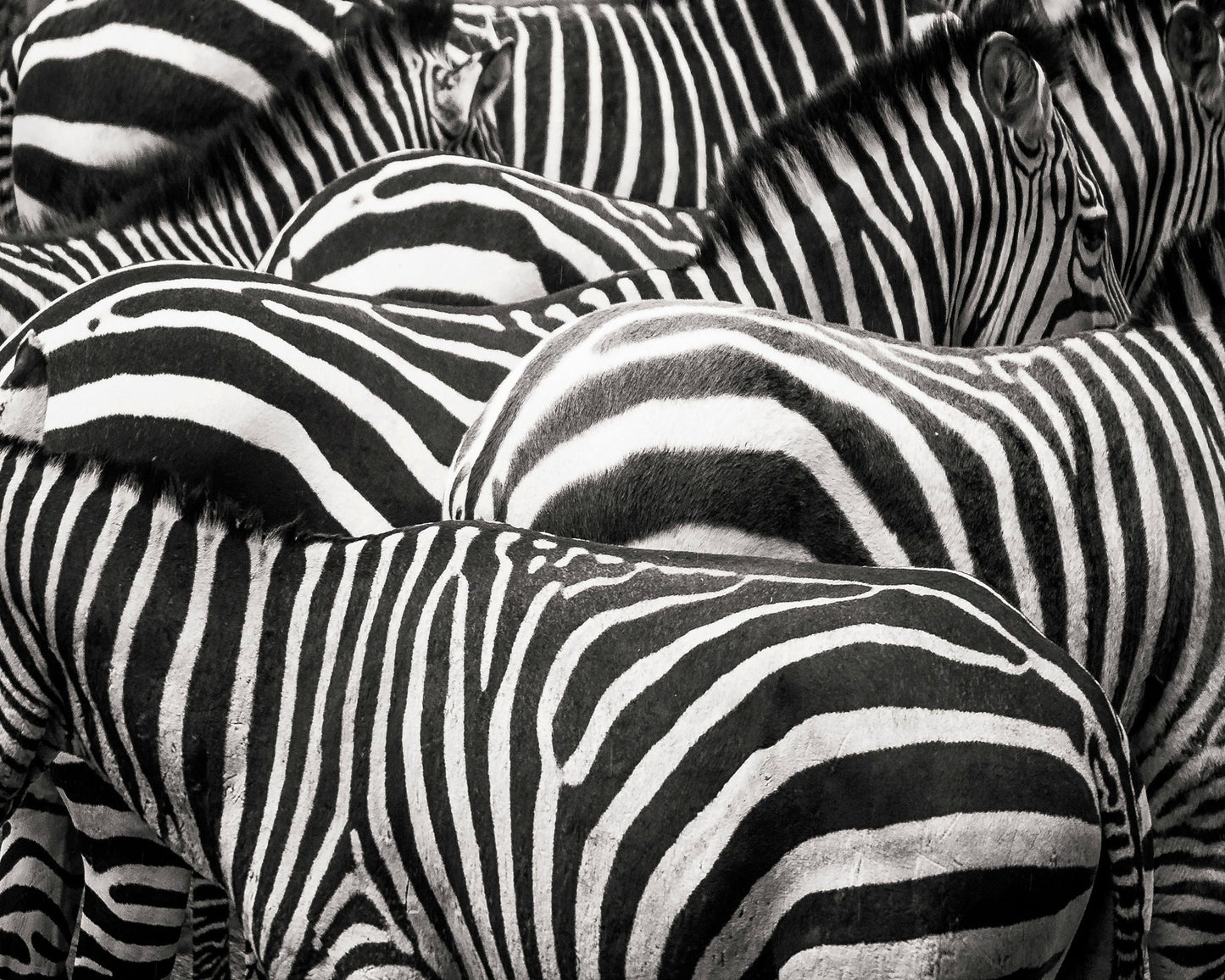 Zebra Pattern Herd