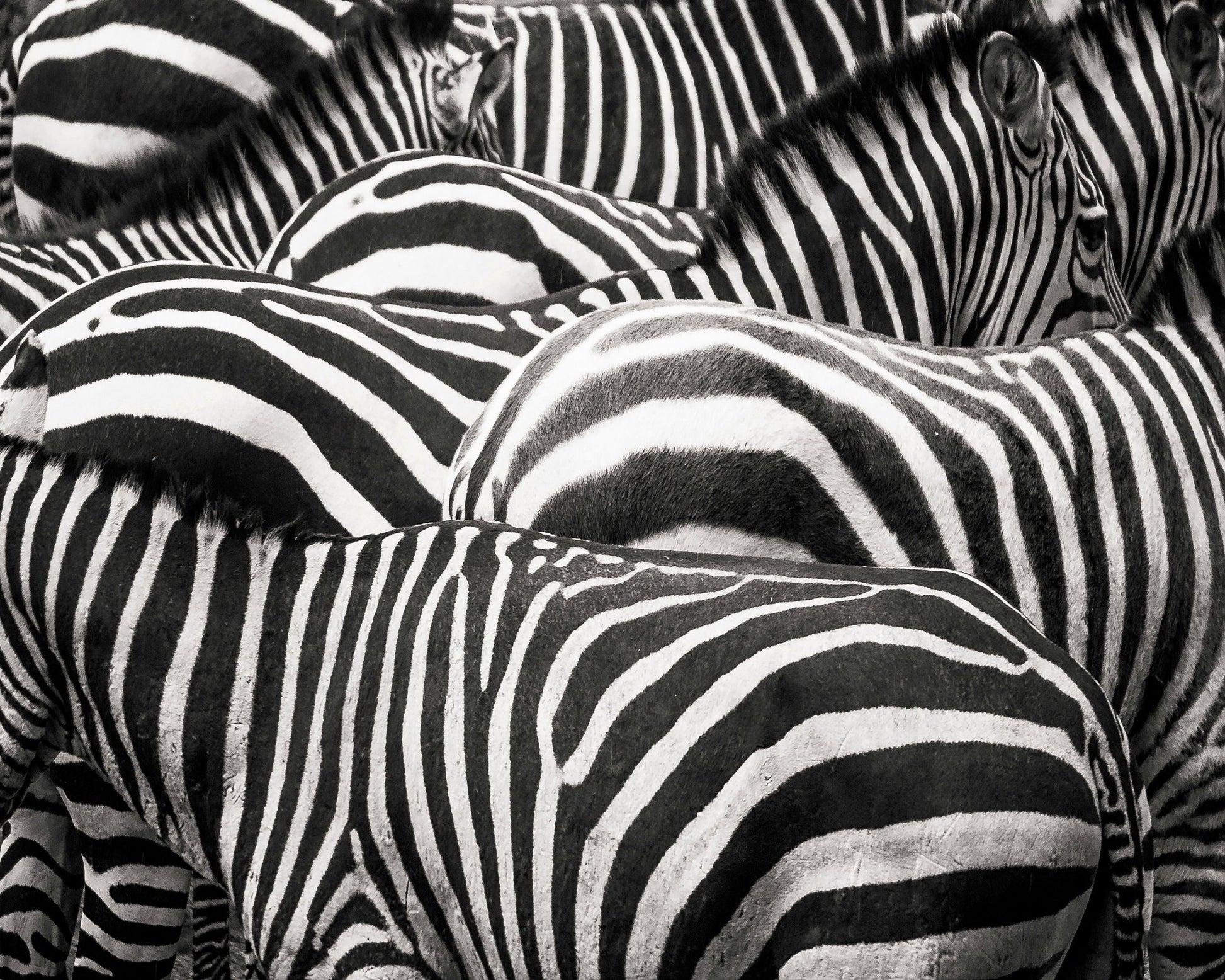 Zebra Pattern Herd
