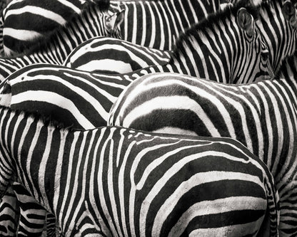 Zebra Pattern Herd