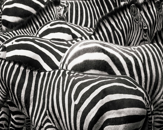 Zebra Pattern Herd